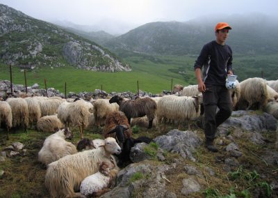 Pastores de la niebla