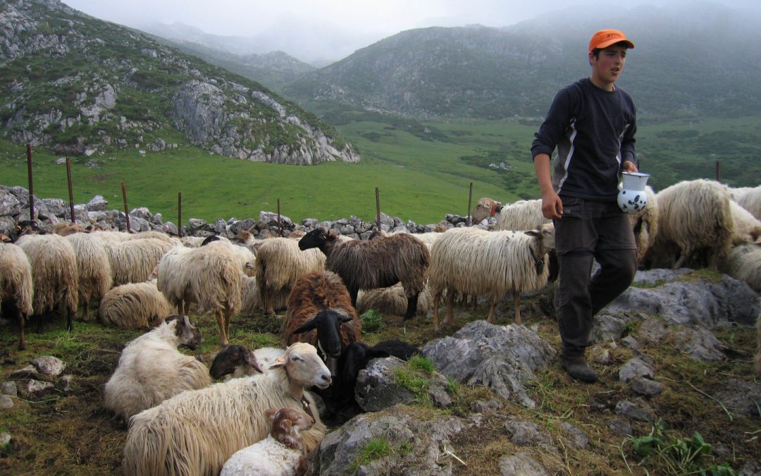 GANARSE LA VIDA. Sobre el documental Pastores de la niebla de Domingo Moreno